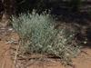vittadinia_gracilis_006
