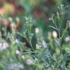 vittadinia_gracilis_009
