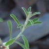 vittadinia_gracilis_010