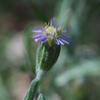 vittadinia_gracilis_011