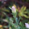 vittadinia_gracilis_012