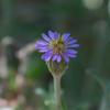 vittadinia_gracilis_013