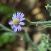 vittadinia_gracilis_015